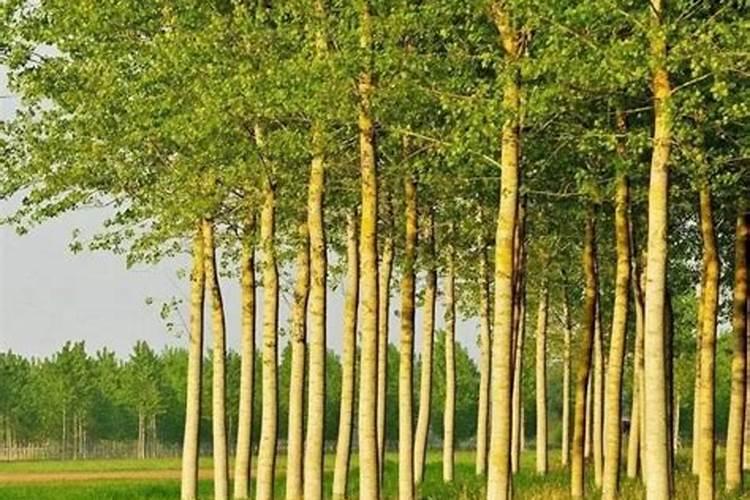 小麦后期喷什么微肥增产增重 死穗怎么防治