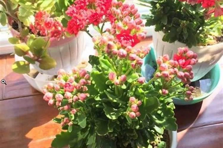 吃西洋菜有什么好处