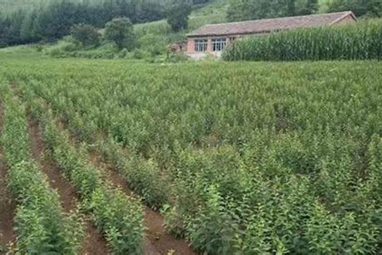 水溶肥在葡萄如何使用？