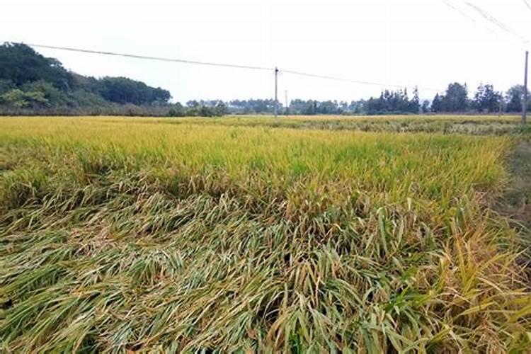 槟榔开花前施什么肥,施肥需要离树多远