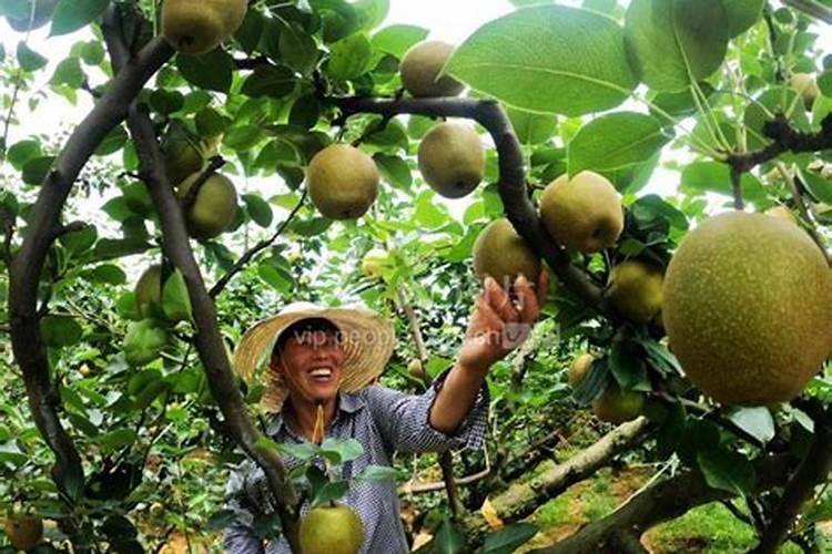 翠冠梨种植以及该怎么施肥,什么时候施肥