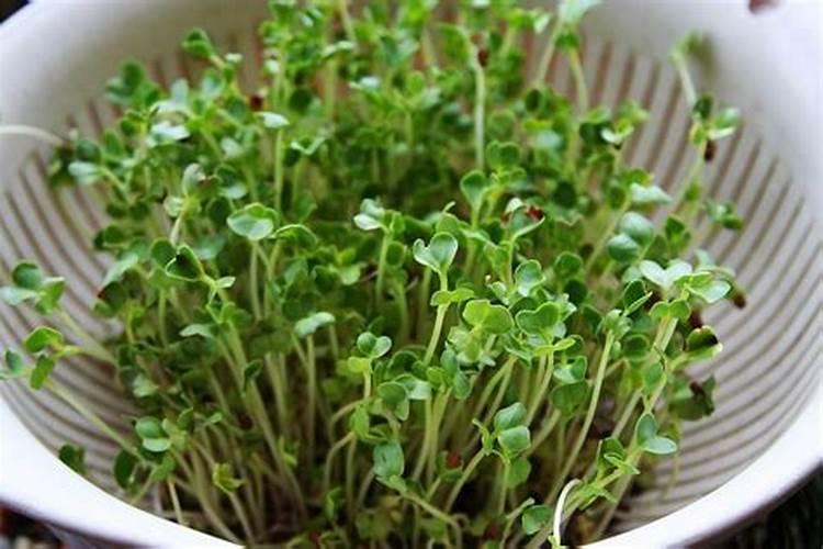 芸苔素拌种用量是多少