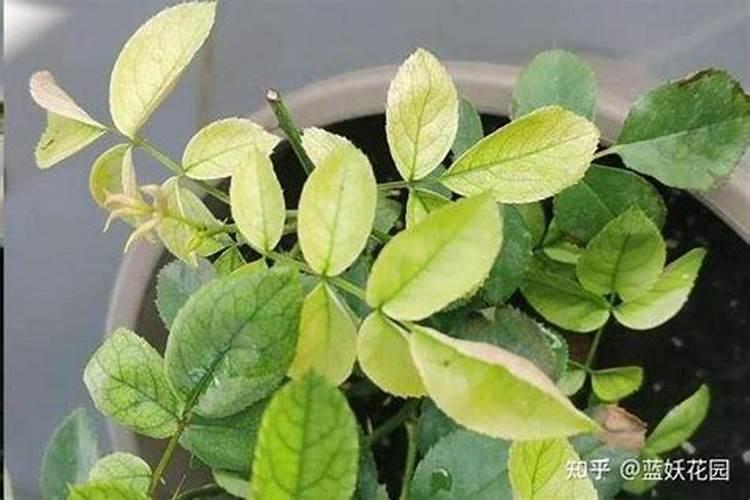 栽土豆用甲拌磷行吗？