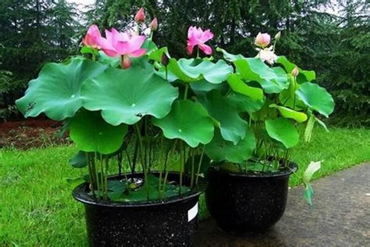 观赏荷花怎么种植