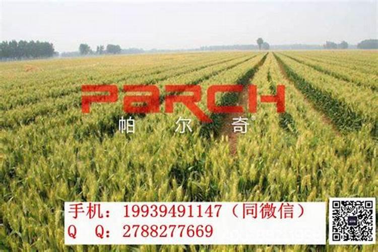 碗豆苗用什么肥料好