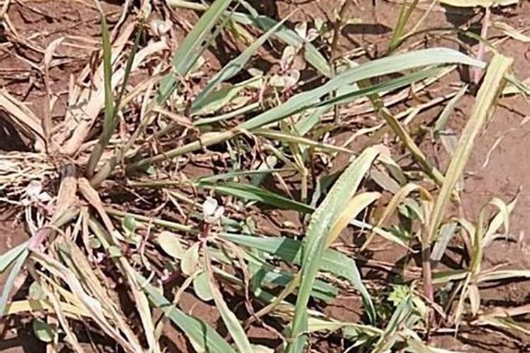 地黄种植产量很关键,怎么才能提高地黄种植产量？