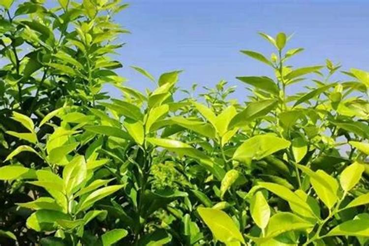 到九月份了 这个时候柑橘如何管理呢？