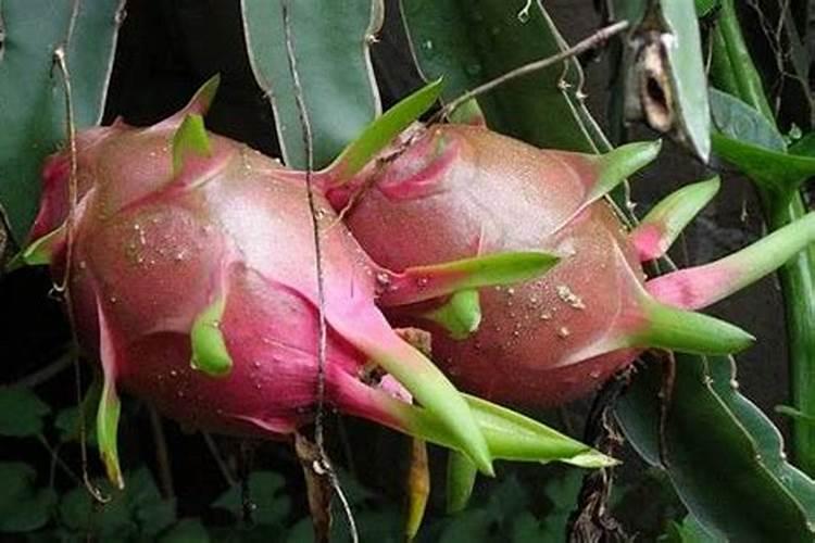 棉花硼肥过量花蕾会死吗