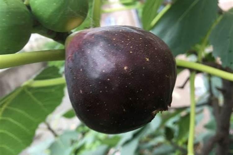 山东美森生物科技有限公司怎么样？