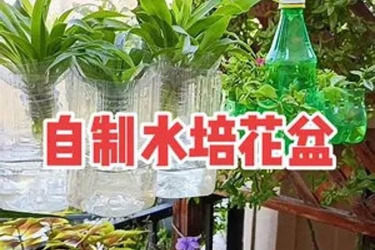 油菜什么时候施硼肥