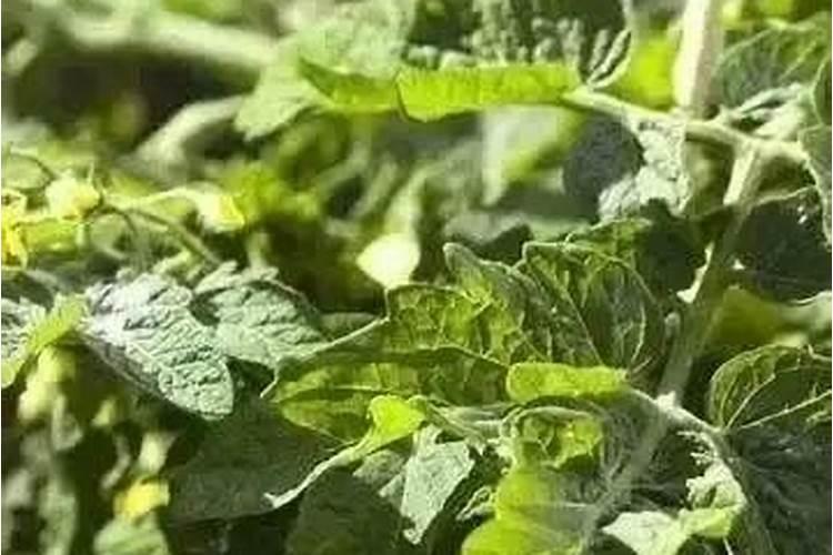 甜瓜苗控旺打药过多不长,怎么办？