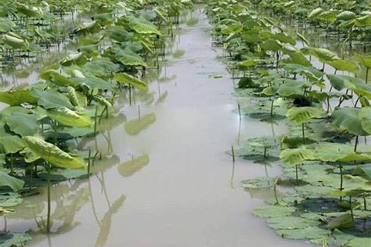 古代烧荒是怎么回事 烧荒真的可以增加土地肥力吗