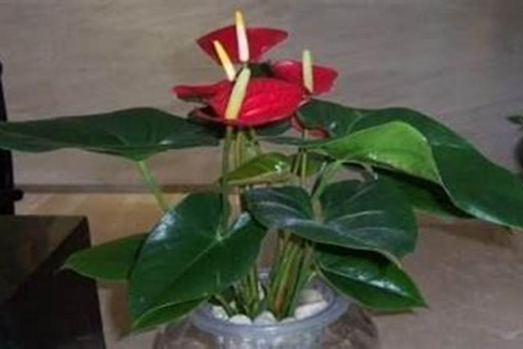 红掌花需要什么肥料