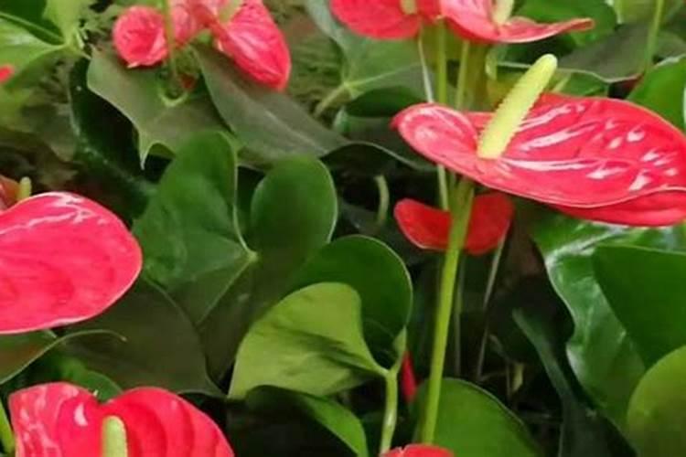 红掌施什么肥好