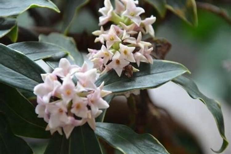 金边瑞香花谢后怎么处理