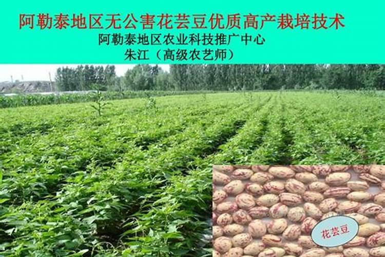 芸豆施什么肥长得最好 芸豆怎么施肥
