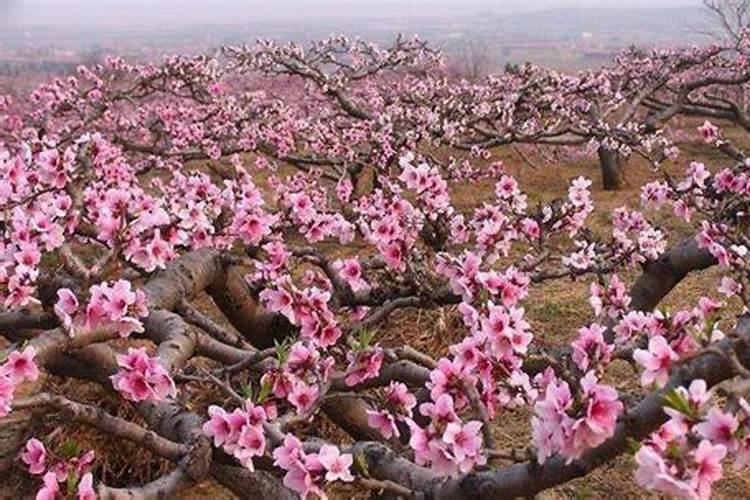 桃树开花前施什么肥