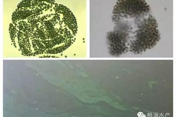 求助!水库起了蓝藻应该怎么调理？