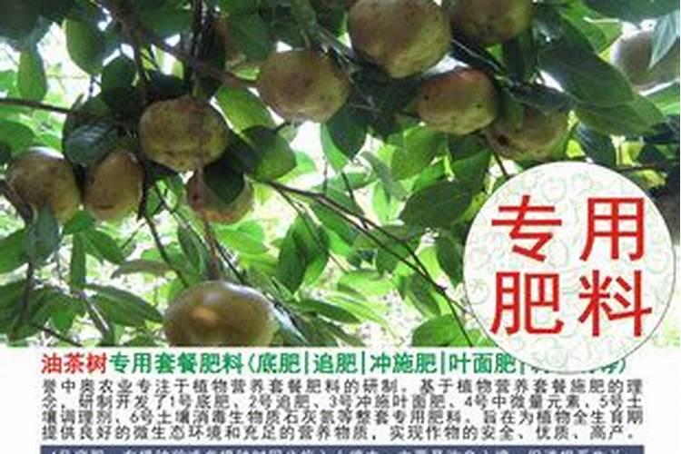 油茶树用什么肥料比较好