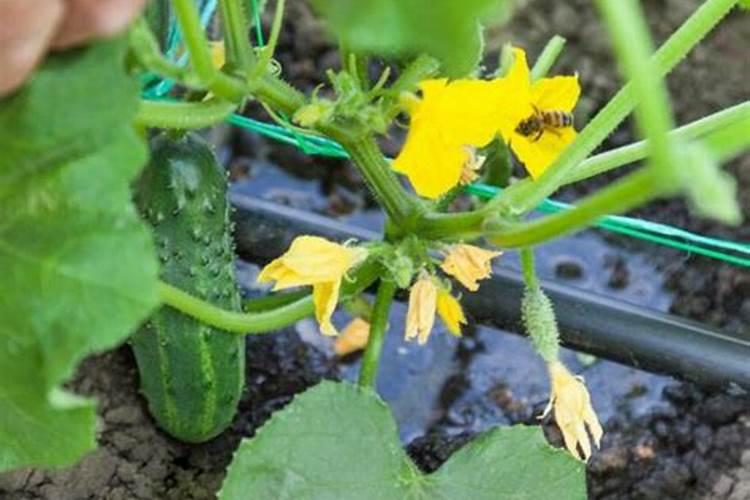 黄瓜几天冲施一次肥？用什么黄瓜水溶肥好