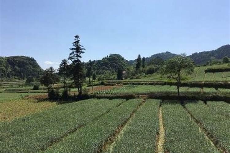 早熟禾一亩地施肥多少合适