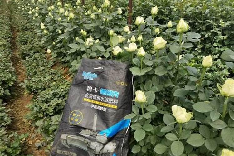 空心菜田用什么除草剂