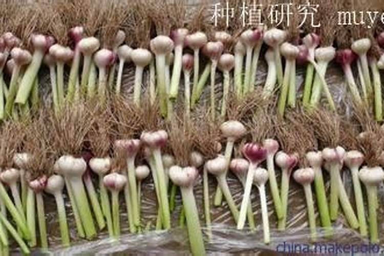 大蒜追肥用什么肥料