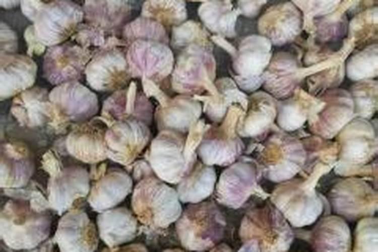 种植大蒜用什么肥料好