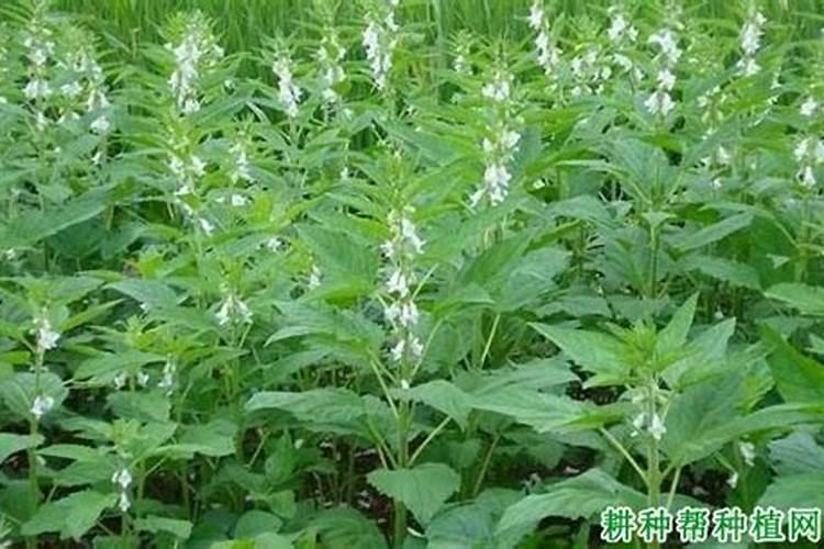 叶面肥什么时候打效果好 叶面肥喷施注意事项