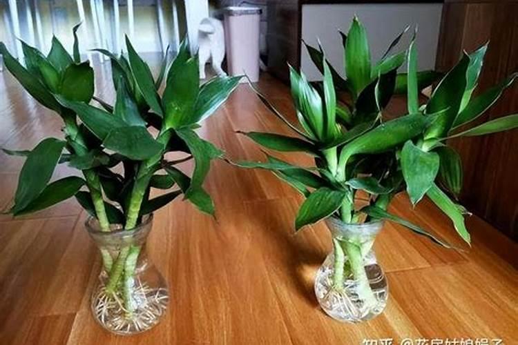 水养富贵竹用什么肥