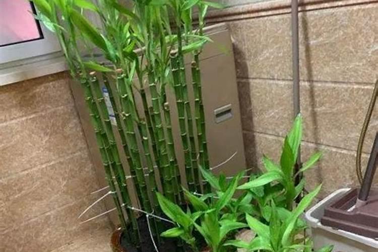水养富贵竹施什么肥