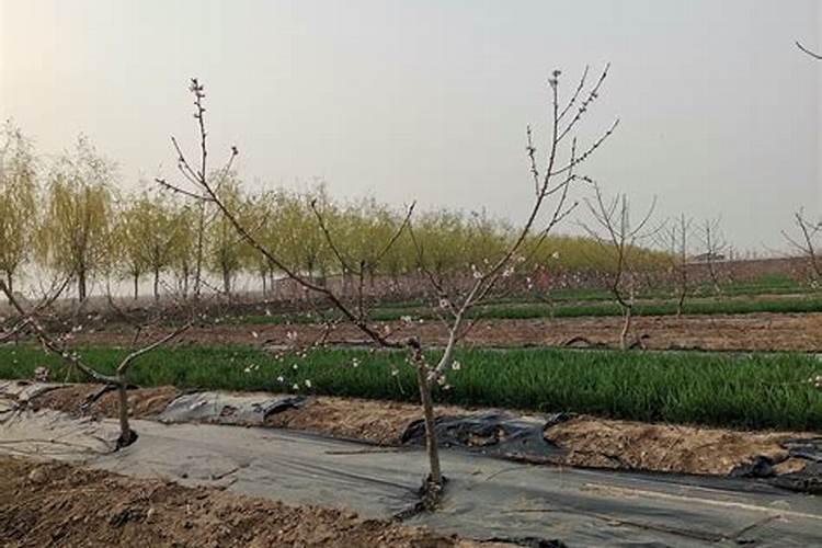 水溶肥是什么肥料怎样使用