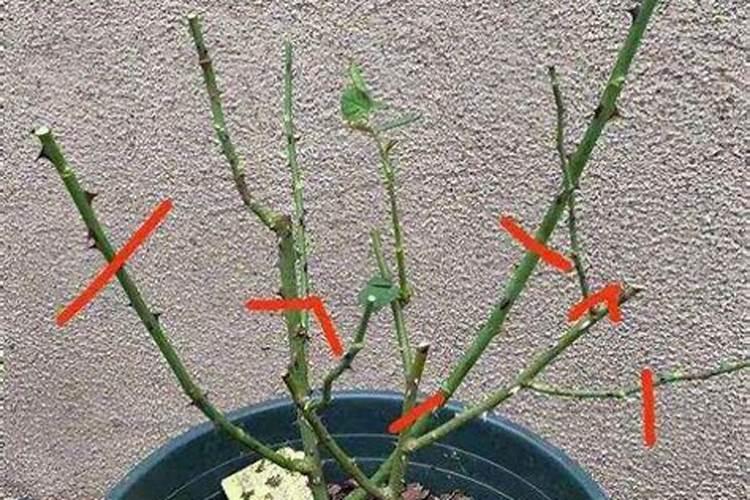 月季开花后怎么施肥