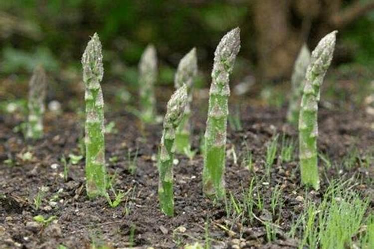 芦笋种植需要哪些条件