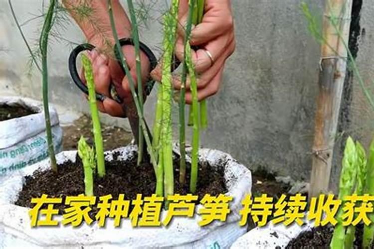 芦笋怎么种植高产