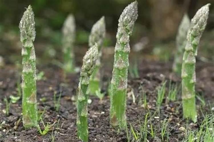 芦笋出现劣质笋是什么原因？如何提高芦笋的生产质量？