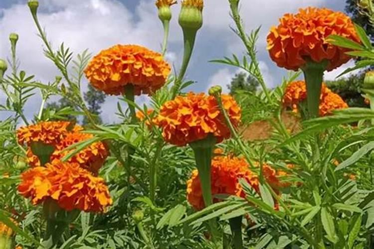 南非万寿菊要用什么肥料