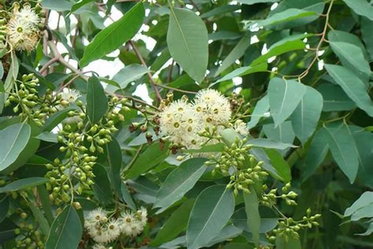 速生桉树是怎样种植的？