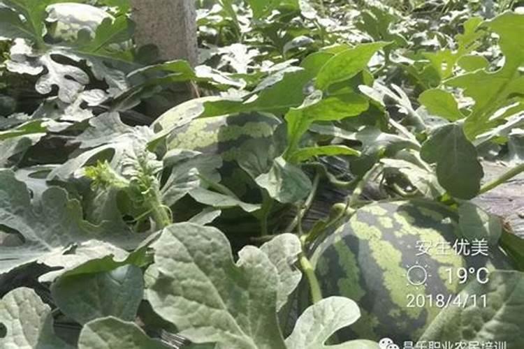 种植西瓜,主要步骤是什么？