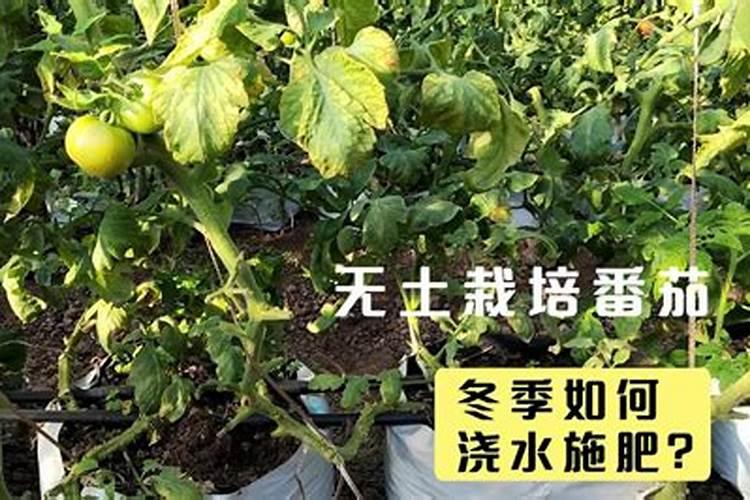 河南小麦什么时候收割？最新价格能赚钱吗