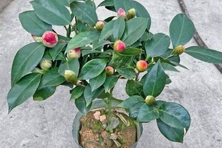 磷酸二氢钾能浇青菜吗？