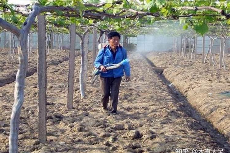南天竹用什么肥料