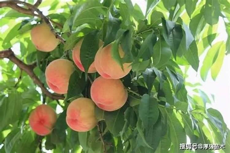巴西高原大豆小麦播种收获时间