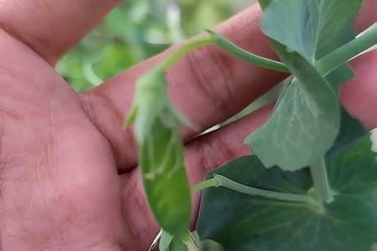荷兰豆始花期怎样施肥