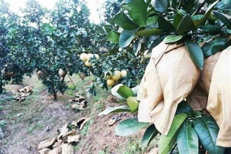 柚子施什么肥最甜,柚子树用什么肥料增甜