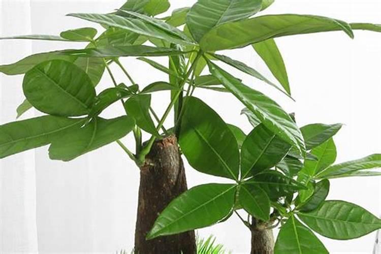 发财树春天施肥方法