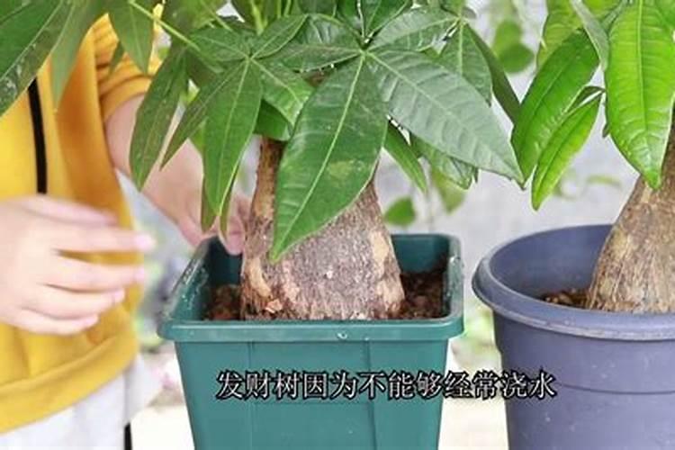 发财树春天施肥方法