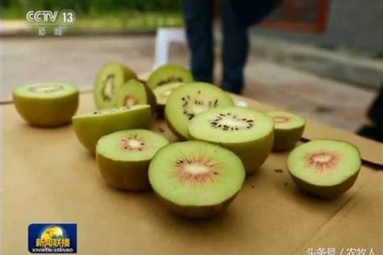 千两茶的品质特点