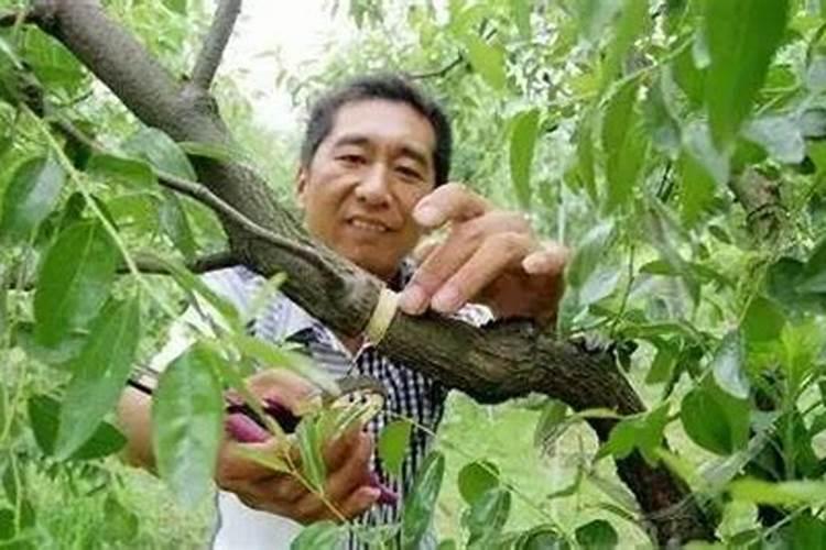 怎样补救沙糖桔环割失败？