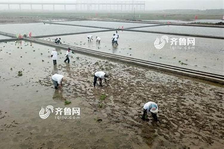 中国最好的水稻专用肥